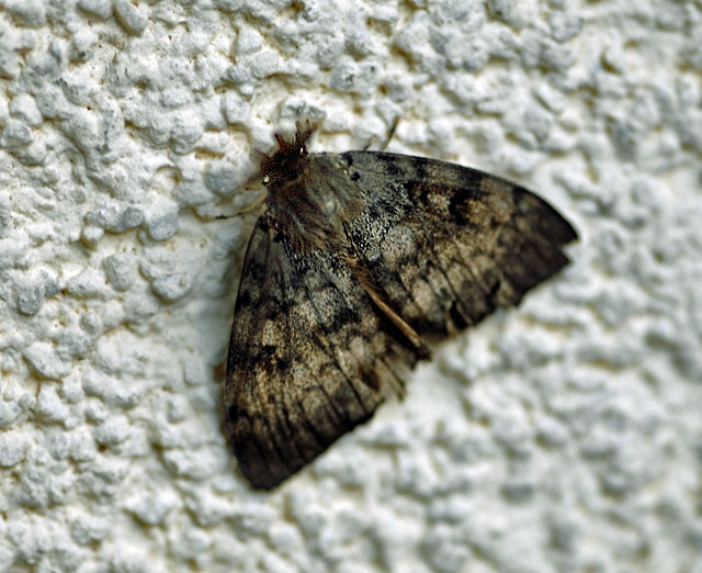 Schwammspinner (Lymantria dispar) Mnnchen August 2012 Huett Garten Insekten NIKON 039