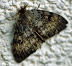 Schwammspinner (Lymantria dispar) Mnnchen kl.