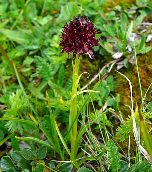 Schwarzes Kohlrschen (Nigritella rhellicani) 2011 11.7.2011 Kreut Alm, Alpspitze Bergbahn Garmisch 076