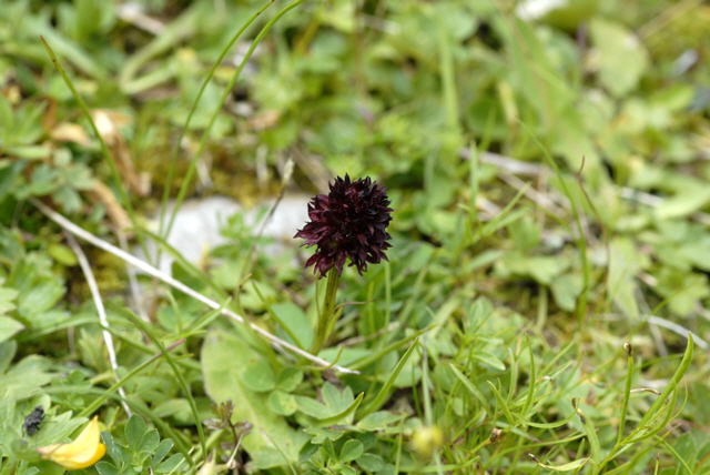 Schwarzes Kohlrschen (Nigritella rhellicani) Urlaub 2011 11.7.2011 Kreut Alm, Alpspitze Bergbahn NIKON 138