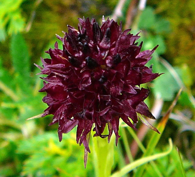 Schwarzes Kohlrschen (Nigritella rhellicani)2011 11.7.2011 Kreut Alm, Alpspitze Bergbahn Garmisch 077