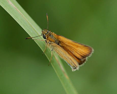 Schwarzkolbiger Braun-Dickkopffalter Thymelicus lineola Juni 2008 Schmetterlinge Viernheimer Wald 020