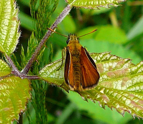 Schwarzkolbiger Dickkopffalter (Thymelicus lineola) Juni 2010 Viernheimer Wald bei Httenfeld Schmetterlinge 009