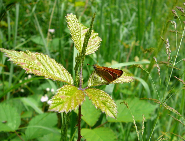 Schwarzkolbiger Dickkopffalter (Thymelicus lineola) Juni 2010 Viernheimer Wald bei Httenfeld Schmetterlinge 010
