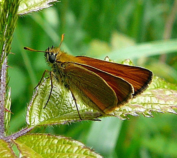 Schwarzkolbiger Dickkopffalter (Thymelicus lineola) Juni 2010 Viernheimer Wald bei Httenfeld Schmetterlinge 010a