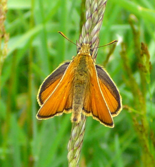 Schwarzkolbiger Dickkopffalter (Thymelicus lineola) Juni 2010 Viernheimer Wald bei Httenfeld Schmetterlinge 066