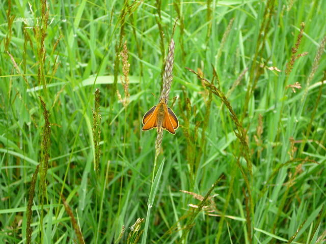 Schwarzkolbiger Dickkopffalter (Thymelicus lineola) Juni 2010 Viernheimer Wald bei Httenfeld Schmetterlinge 066a