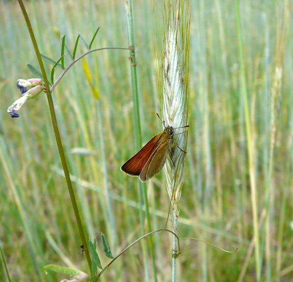 Schwarzkolbiger Dickkopffalter (Thymelicus lineola) Juni 2010 Viernheimer Wald bei Httenfeld Schmetterlinge 069