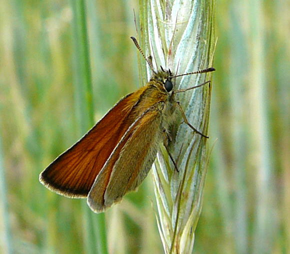 Schwarzkolbiger Dickkopffalter (Thymelicus lineola) Juni 2010 Viernheimer Wald bei Httenfeld Schmetterlinge 069a