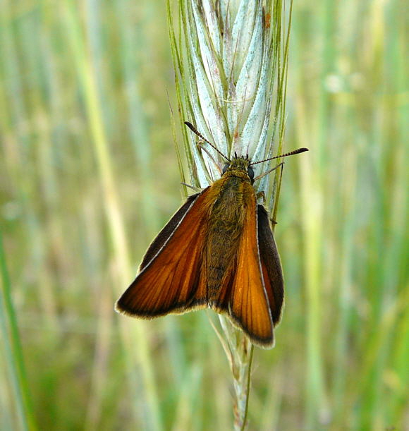Schwarzkolbiger Dickkopffalter (Thymelicus lineola) Juni 2010 Viernheimer Wald bei Httenfeld Schmetterlinge 070
