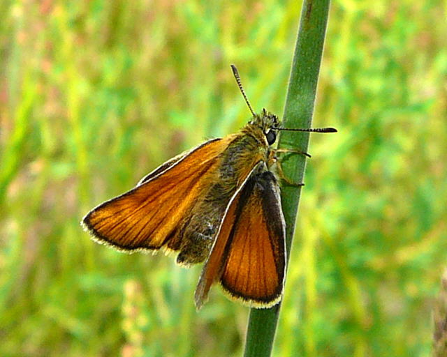Schwarzkolbiger Dickkopffalter (Thymelicus lineola) Juni 2010 Viernheimer Wald bei Httenfeld Schmetterlinge 076
