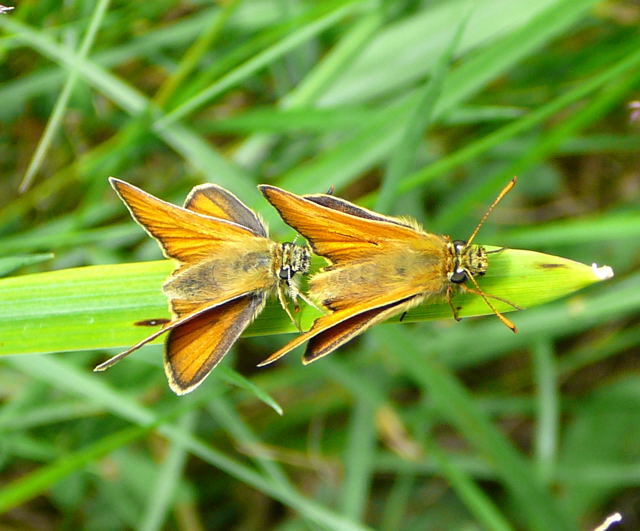 Schwarzkolbiger Dickkopffalter (Thymelicus lineola) Juni 2010 Viernheimer Wald bei Httenfeld Schmetterlinge 101