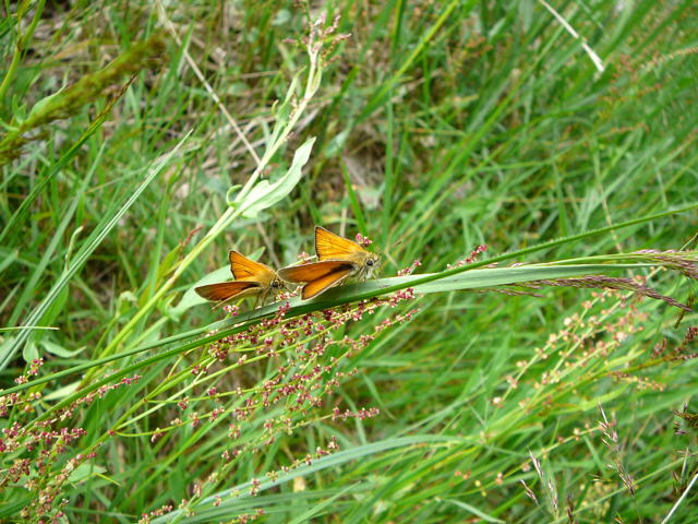 Schwarzkolbiger Dickkopffalter (Thymelicus lineola) Juni 2010 Viernheimer Wald bei Httenfeld Schmetterlinge 102