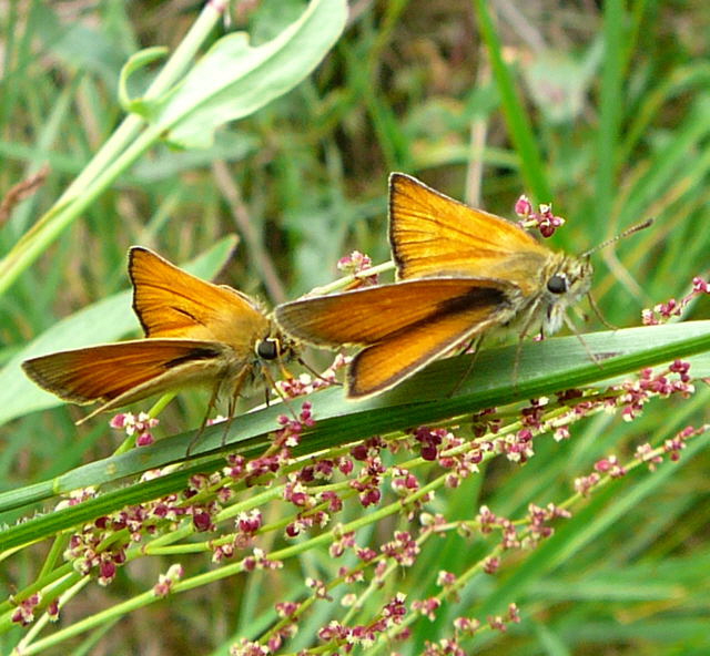 Schwarzkolbiger Dickkopffalter (Thymelicus lineola)Juni 2010 Viernheimer Wald bei Httenfeld Schmetterlinge 102a