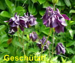 Schwarzviolette Akelei Aquilegia atrata kl.