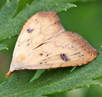 Seideneulchen, Rivula sericealis-2 kl.