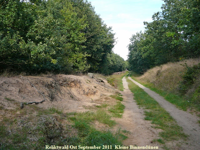 Sep 2011 Viernheimer Wald bei Huett Kfer 003