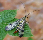 Skorpionsfliege Panorpa communis, Weibchen kl.
