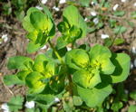 Sonnenwend-Wolfsmilch Euphorbia helioscopia kl.