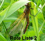 Spitzenfleck (Libellula fulva). W kl.