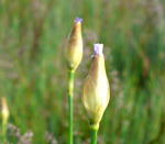 Sprossende Felsennelke Petrorhagia prolifera kl.