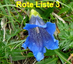 Stngelloser Kalk-Enzian (Gentiana clusii) kl.