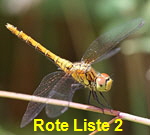 Sumpf-Heidelibelle Sympetrum depressiusculum W kl.