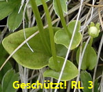 Sumpf-Herzblatt (Parnassia palustris) Blatt kl.