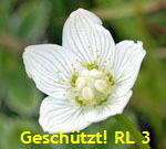 Sumpf-Herzblatt (Parnassia palustris) kl.