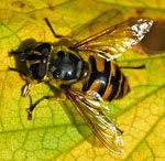 Totenkopf-Schwebfliege kl.