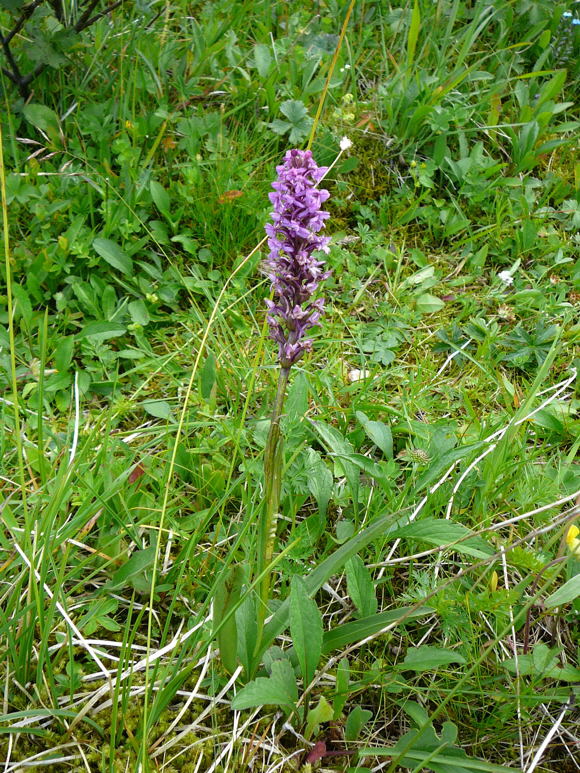 Traunsteiners Knabenkraut Dactylorhiza traunsteineri Urlaub 2011 9.7.2011 Allgu Alpen Fellhorn Oberstdorf-Faistenoy 031