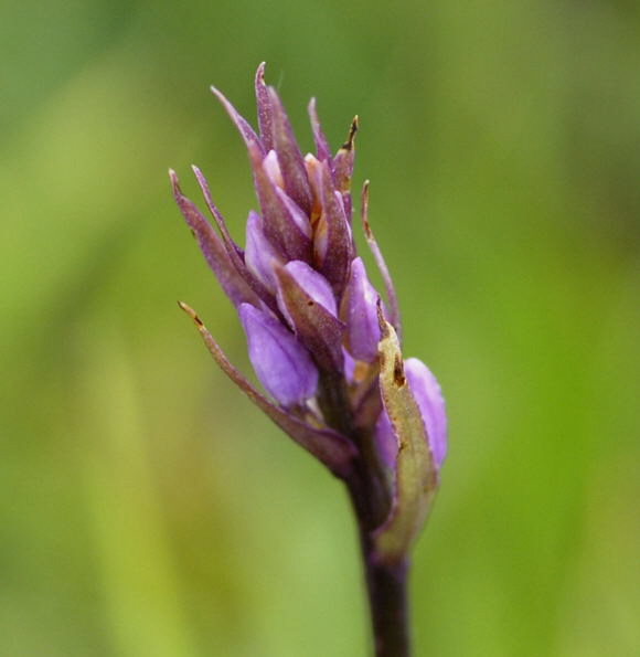 Traunsteiners Knabenkraut Dactylorhiza traunsteineri Urlaub 2011 9.7.2011 Allgu Alpen Fellhorn NIKON 146