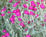 Vexiernelke (Lychnis coronaria) kl.