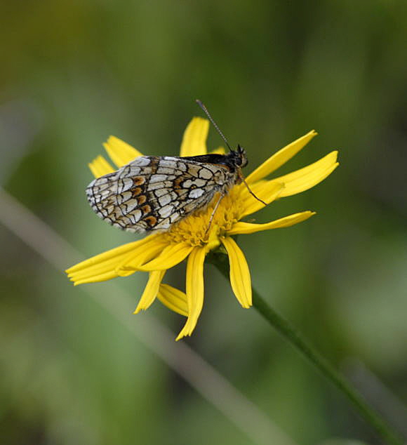 Wachtelweizen-Scheckenfalter (Melitaea athalia 2011-07-15 Nationalpark Berchtesgarden Wimbachtal NIKON 252