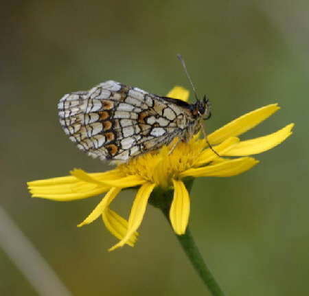 Wachtelweizen-Scheckenfalter (Melitaea athalia 2011-07-15 Nationalpark Berchtesgarden Wimbachtal NIKON 253