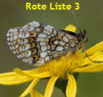 Wachtelweizen-Scheckenfalter (Melitaea athalia kl.