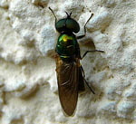 Waffenfliege 1 Chloromyia formosa Mnnchen kl.