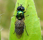 Waffenfliege 1 Chloromyia formosa W kl.