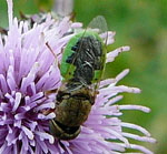 Waffenfliege 2 Oplodontha viridula kl.