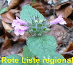 Wald-Bergminze Calamintha menthifolia kl.