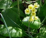 Wald-Primel (Primula elatior) kl.