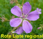 Wald-Storchschnabel Geranium sylvaticum kl.