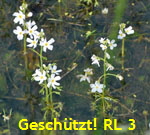 Wasserfeder Hottonia palustris 1 kl.