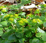 Wechselblttrige Milzkraut (Chrysosplenium alternifolium) 1 kl.