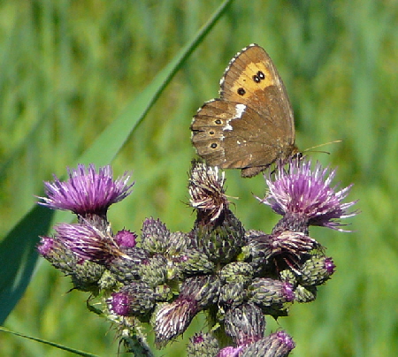 Weibindiger Mohrenfalter (Erebia ligea) 12.7.2011 Zugspitze u. Krn Wiese 014