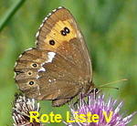 Weibindiger Mohrenfalter (Erebia ligea) kl.