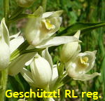 Weies Waldvglein (Cephalanthera damasonium)  kl.
