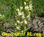 Weies Waldvglein (Cephalanthera damasonium kl.