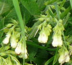 Weigelber Beinwell Symphytum officinale subsp. bohemicum kl.