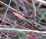 Westliche Beischrecke - Platycleis albopunctata kl.